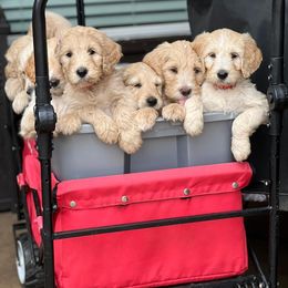 Aussiedoodle and Goldendoodle Puppies from Gray Doodles