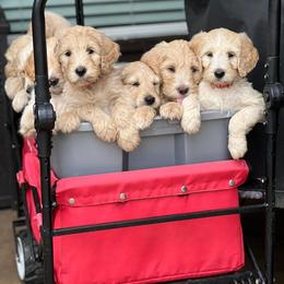 Aussiedoodle and Goldendoodle Puppies from Gray Doodles