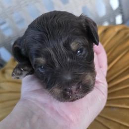 Hoppy - Phantom male Goldendoodle puppy in Decatur, Tennessee from Diamond's Doodles