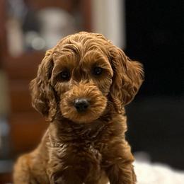 Posey - Goldendoodle