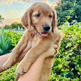 Stella - Dark golden female Golden Retriever puppy in Santa Ana, California from American Golden Retrievers
