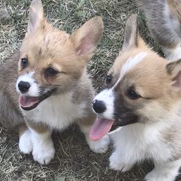 Pembroke Welsh Corgi Puppies from Indian Valley Corgies
