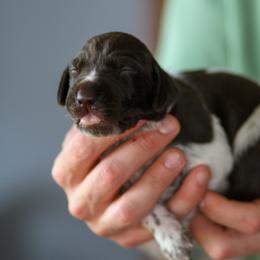 German Shorthaired Pointer Puppies from RED Clay Dogs