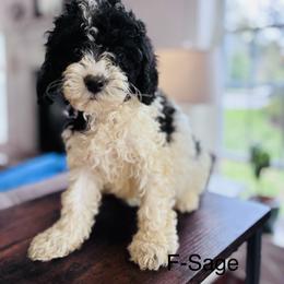 Sage - Black and white female Cavapoo puppy in Strasburg, Pennsylvania from Still Water Puppies