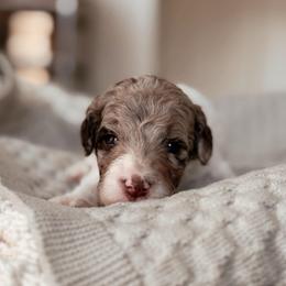 Sequoia, Girl - Chocolate merle female Bernedoodle puppy in Maricopa, Arizona from Desert Ridge Doodles