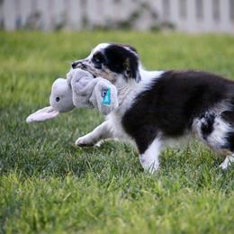 Australian Shepherd, Miniature American Shepherd, Miniature Australian Shepherd, and Toy Australian Shepherd Puppies from Painted Blue Aussies