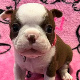 Boston Terrier Puppies from Heather's Boston Babies