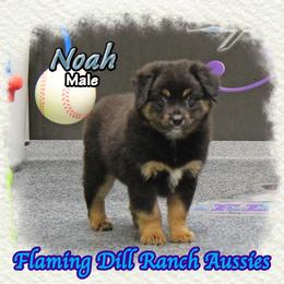Noah - Black tri male Miniature Australian Shepherd puppy in Forestburg, Texas from Flaming Dill Ranch Aussies