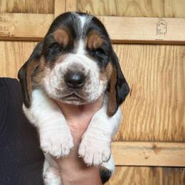 Boy 4 - Black brown and white male Basset Hound puppy in St. Cloud, Florida from Fancy Hounds