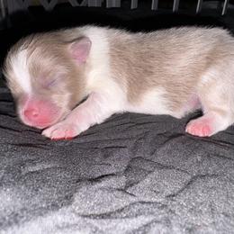 Jax - Lavender male Pomeranian puppy in Okmulgee, Oklahoma from 918 Pomeranians