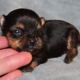Dolly - Black and tan female Yorkshire Terrier puppy in Saint Clair, Missouri from Missouri Yorkies