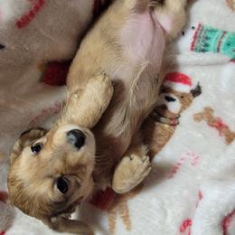 Reba. (MH Dapple) - Dapple female Dachshund puppy in Terlton, Oklahoma from CLARK'S BREEDING PROGRAM