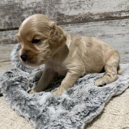 Fisher - Buff and white male Cocker Spaniel puppy in West Plains, Missouri from Ozark Haven Farm
