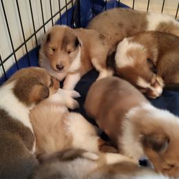 Collie Puppies from Aryggeth Collies
