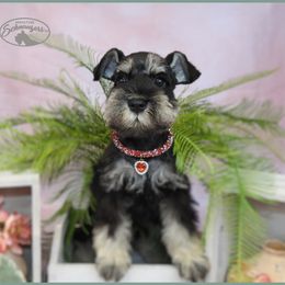 AKC 25013 - Black and silver female Miniature Schnauzer puppy in Mount Airy, Georgia from Miniature Schnauzers GA, LLC