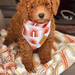 Bernedoodle and Goldendoodle All Grown Up from Brown’s Golden Paws