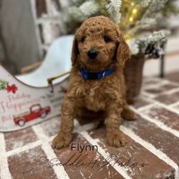Flynn - Apricot male Goldendoodle puppy in Rienzi, Mississippi from Saddle Hill Farms