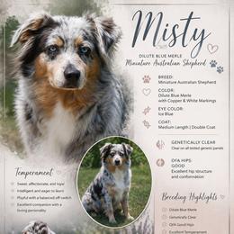 Misty - Miniature Australian Shepherd