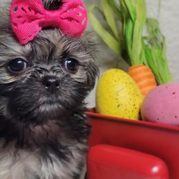 Shih Tzus from My Lil Shihtz