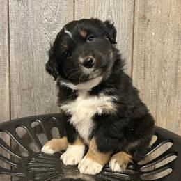 Orange Collar Boy - Black tri-color male Australian Shepherd puppy in Van Wert, Ohio from Northwest Ohio Aussies