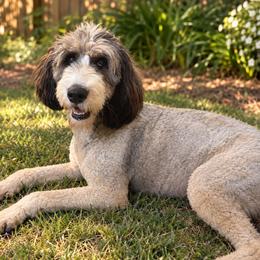 Honey - Bernedoodle