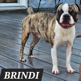 Brindi - Boston Terrier