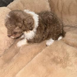 Boy 6 - Red merle male Aussiedoodle puppy in Golden, Mississippi from Two Creeks Farm Poodles & Doodles