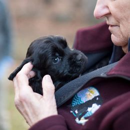 Portuguese Water Dogs from Sun Joy PWDS