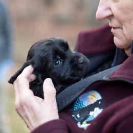 Portuguese Water Dogs from Sun Joy PWDS