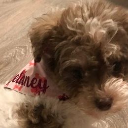 Havanese, Miniature Schnauzers, Poodles, and Schnoodles from Mashburns Little Munchkins