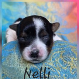 Nelli - Black tan and white female Biewer Terrier puppy in Brilliant, Ohio from ORBiT Ohio River Biewer Terriers