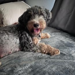 Rosita - Bernedoodle