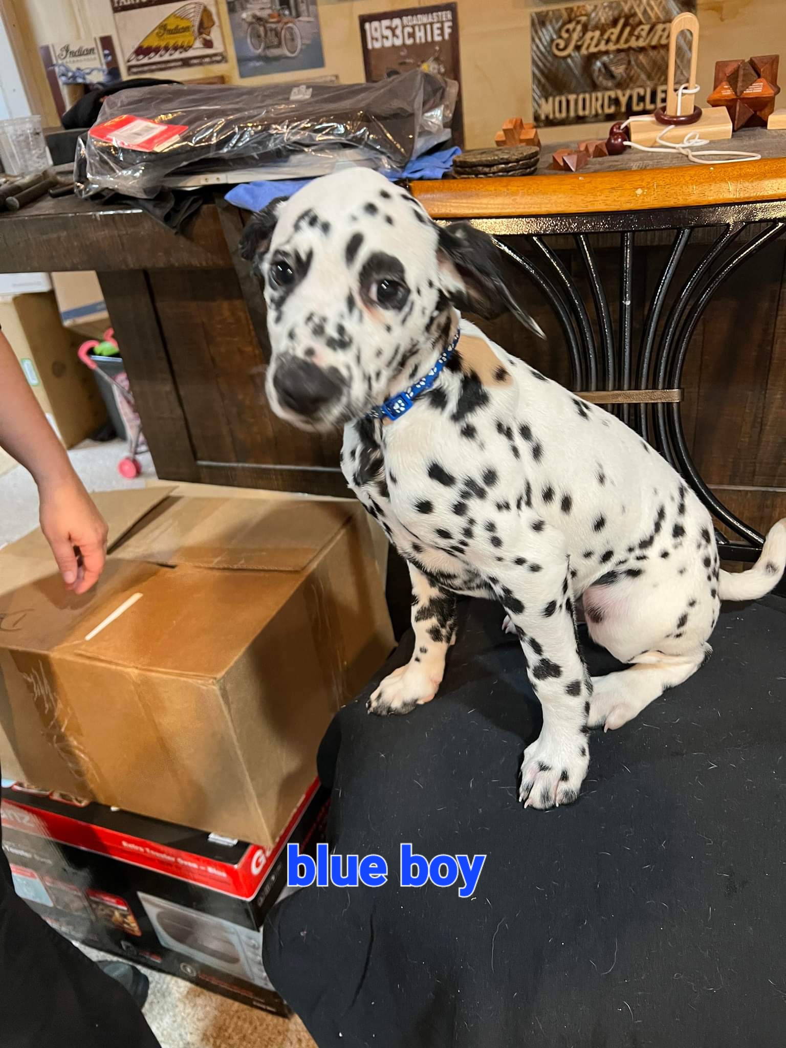 Blue boy - Dalmatian puppy in Sturgis, South Dakota from Anthony's Dalmatians