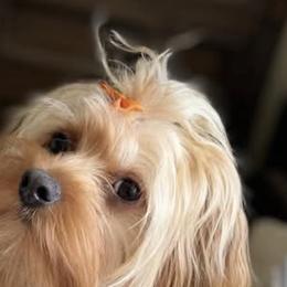 Hazel - Yorkshire Terrier