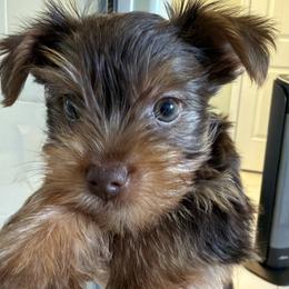Mocha - Chocolate and tan male Yorkshire Terrier puppy in C Leveland, Tennessee from Wagsly Yorkie Puppies