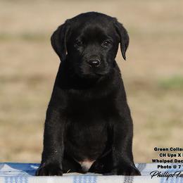 Fancy Boy 3 - Black male Labrador Retriever puppy in Point, Texas from Lakylu Kennels