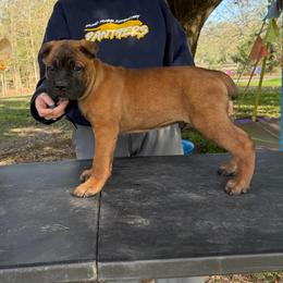 Light green - Fawn male Cane Corso puppy in Opelousas, Louisiana from Azelees Cane Corso