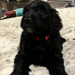Miss Red - Black and white female Aussiedoodle puppy in Taylor, Missouri from Pawsitively Doodles