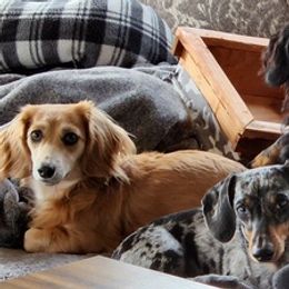 Dachshunds from Aimee's Dachshunds