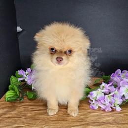 Pepper's Rollercoaster - Cream sable male Pomeranian puppy in Plant City, Florida from Pepper's Pomeranians