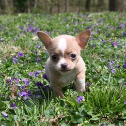 Chihuahua and Chinese Crested Puppies from Western Kentucky Chihuhua and Chinese Crested