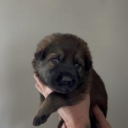 Silver Male - Sable male German Shepherd puppy in Saratoga Springs, Utah from Vom Stille Teufelshunde Kennels