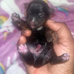 Girl 2 - Black and tan female Yorkipoo puppy in Gastonia, North Carolina from Dynasty Kennel