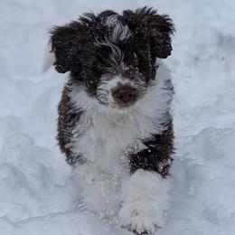 Aussiedoodle Puppies from Ridgeview Aussiedoodles