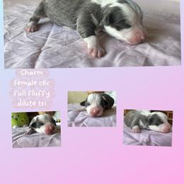 Charm - Blue female Pembroke Welsh Corgi puppy in Saint George, South Carolina from Carolina cotton candy corgis