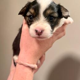 Onyx - Black and tan female Pembroke Welsh Corgi puppy in Asheboro, North Carolina from Taylor's Creek Corgis