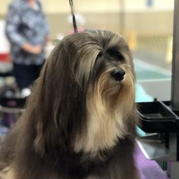 Niño - Havanese