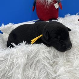 Yellow - Black male Labrador Retriever puppy in Heath Springs, South Carolina from Rich Hill Retrievers