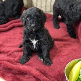 Goldendoodle, Miniature Schnauzer, and Poodle Puppies from 501Doodles
