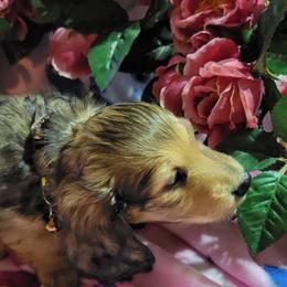 Dachshund Puppies from CLARK'S BREEDING PROGRAM